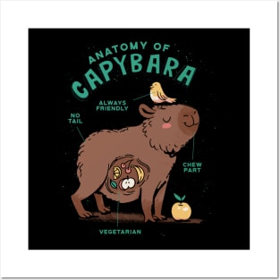 Funny Capybara Anatomy Posters and Art